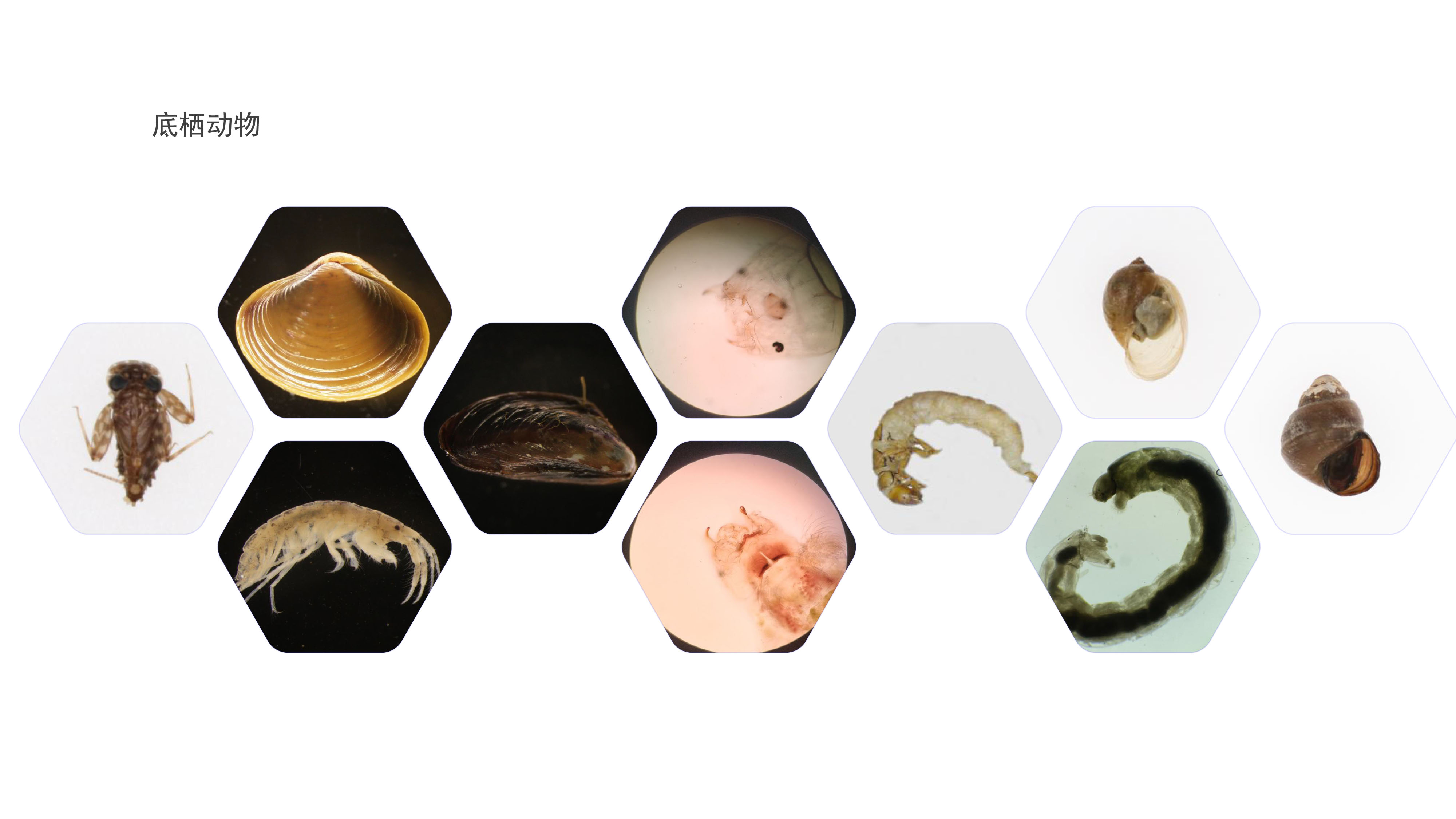 底栖动物.jpg