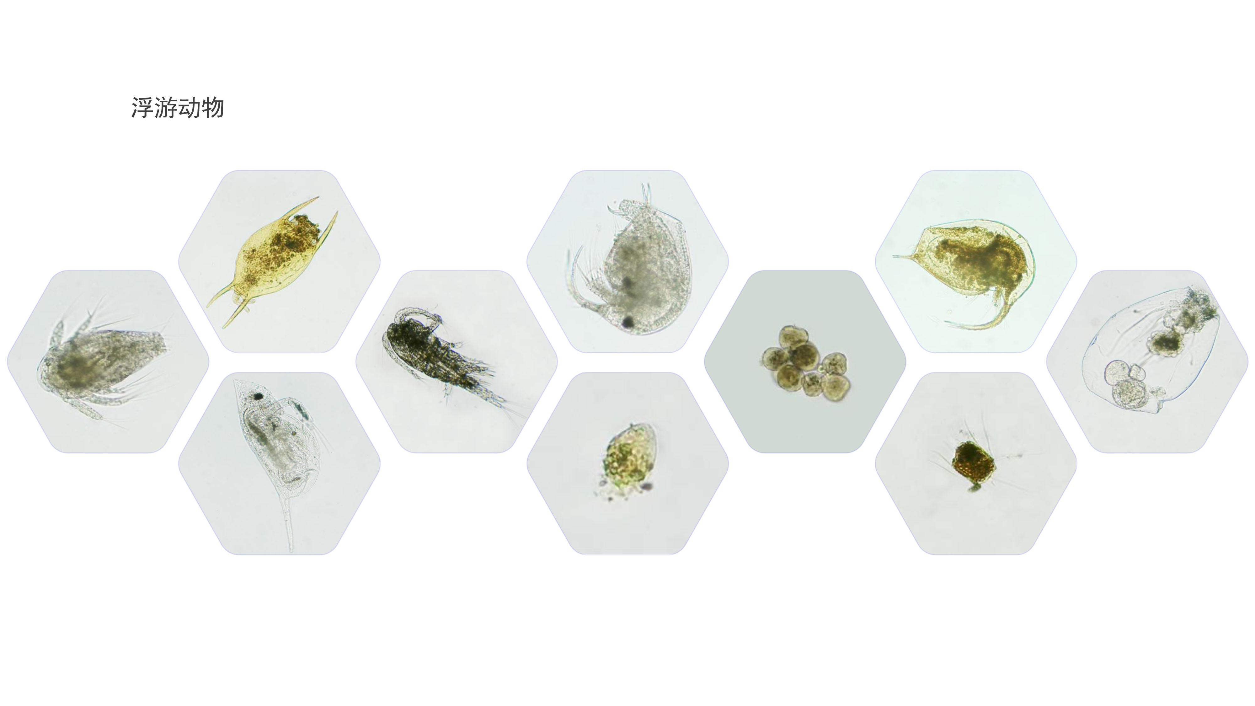 浮游动物.jpg