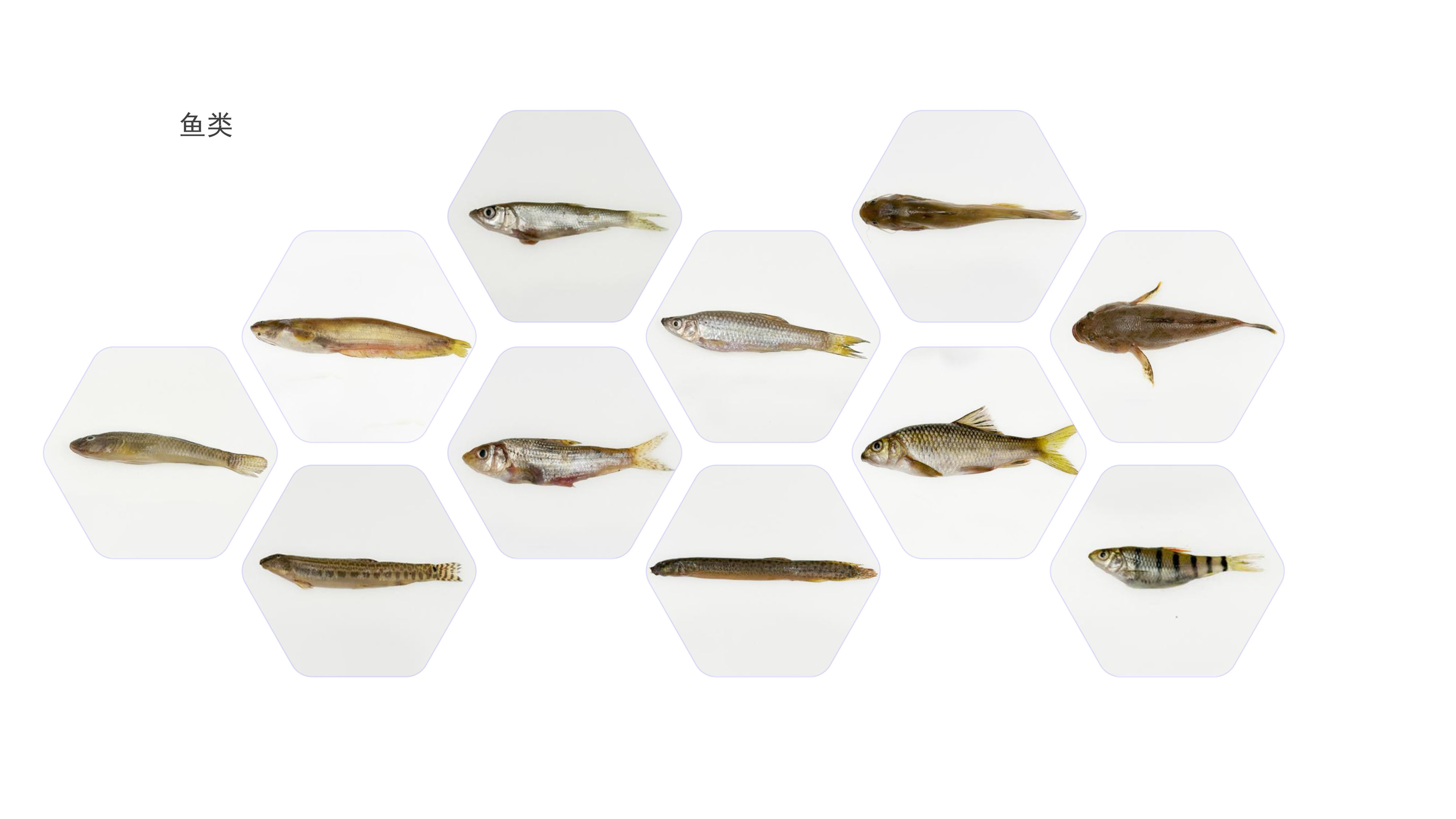 鱼类.jpg